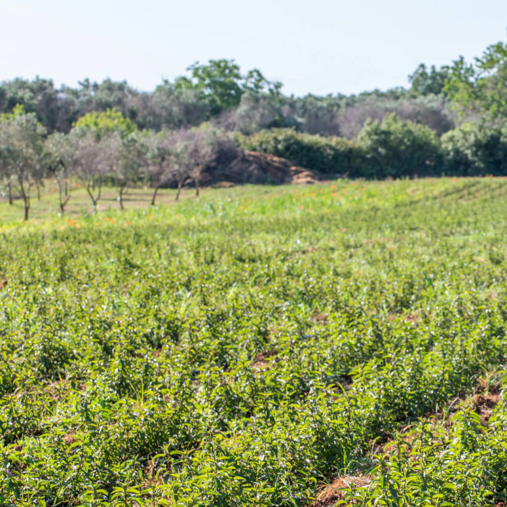 sandemè campo piante per cosmetici