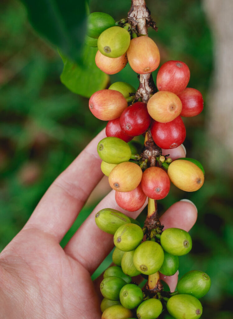 sandemè chicchi di caffè pianta